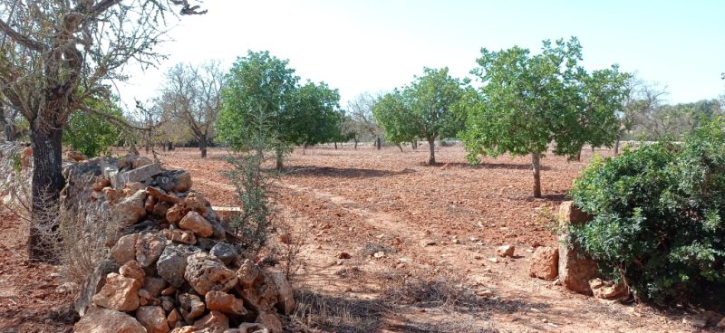 Grosses Grundstück zwischen Cas Concos und Santanyi --- T 22 CM