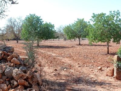 Grosses Grundstück zwischen Cas Concos und Santanyi --- T 22 CM