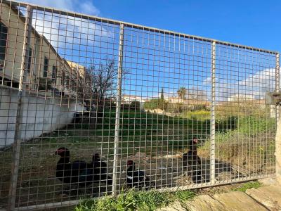 Grosses urbanes Grundstück in Cas Concos --- S 03