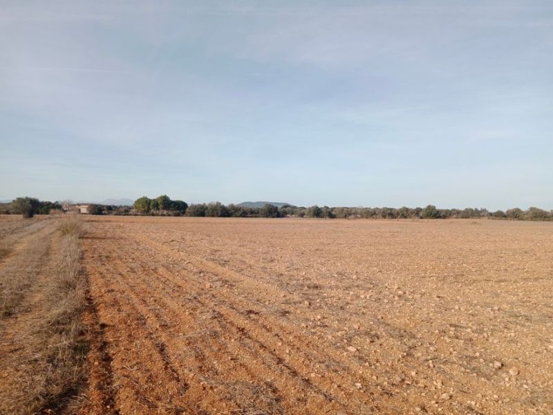 Parcela en Son Valls con proyecto base aprobado