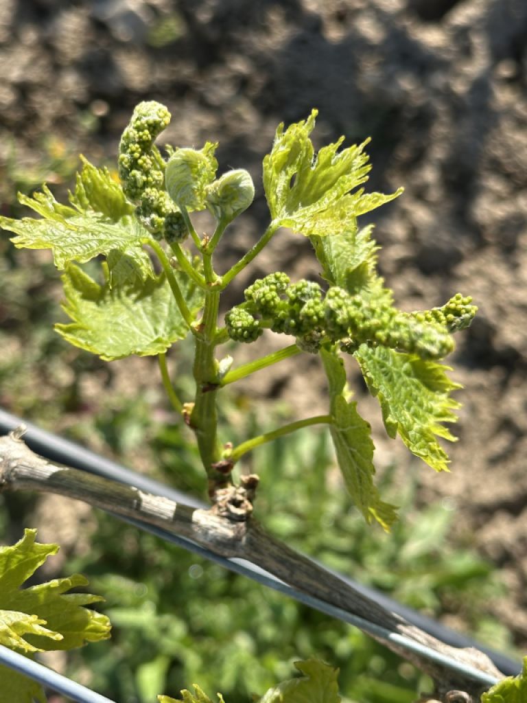 Parcela con viñas - Ma-3521, s/n, Santa Margalida