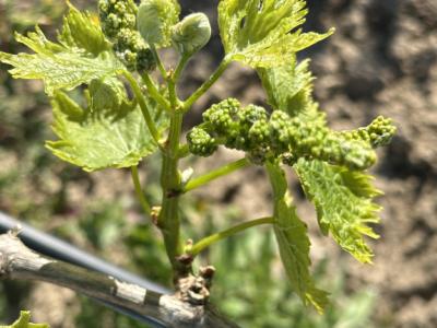 Parcela con viñas - Ma-3521, s/n, Santa Margalida