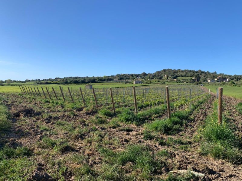 Parcela con viñas - Ma-3521, s/n, Santa Margalida