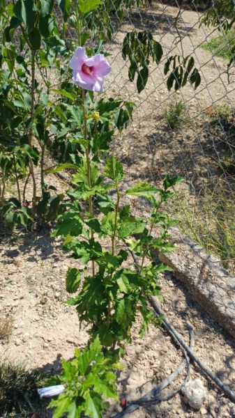 Hibisco de diferente color