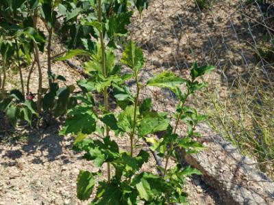 Hibisco de diferente color