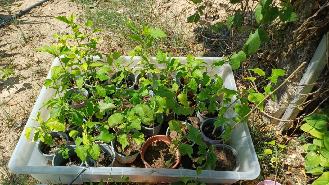 Hibisco de diferente color