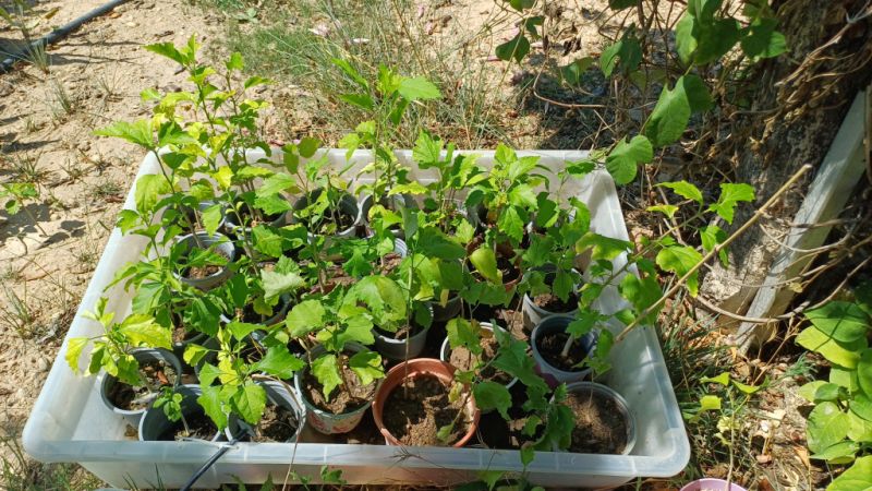 Hibisco de diferente color