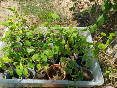 Hibisco de diferente color