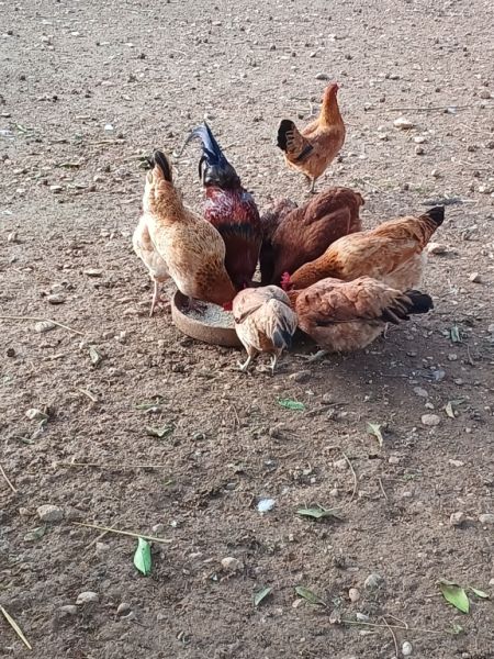 Huevos de gallinas