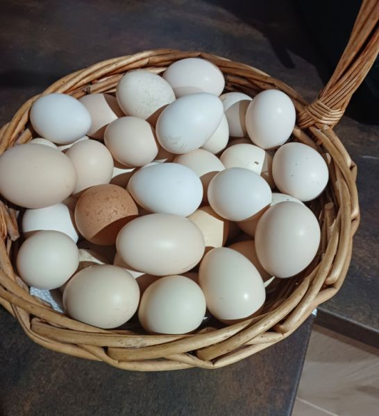 Huevos de gallinas