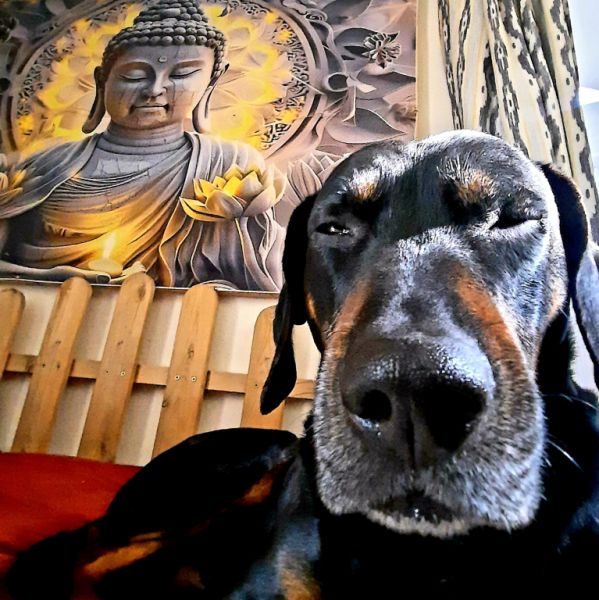 Cuidado de perros Dogsitter Entrenamiento Paseos