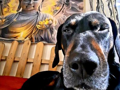 Cuidado de perros Dogsitter Entrenamiento Paseos