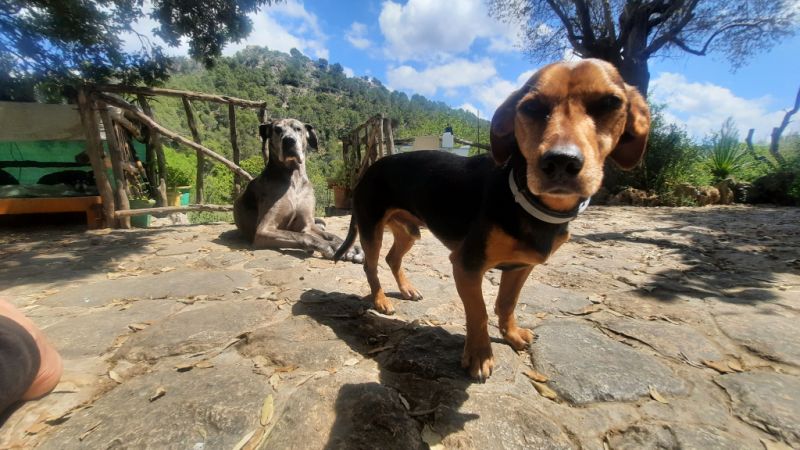Cuidado de perros Dogsitter Entrenamiento Paseos