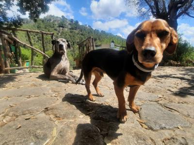 Cuidado de perros Dogsitter Entrenamiento Paseos