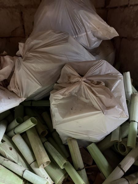 Fundas protectoras para plantas jóvenes