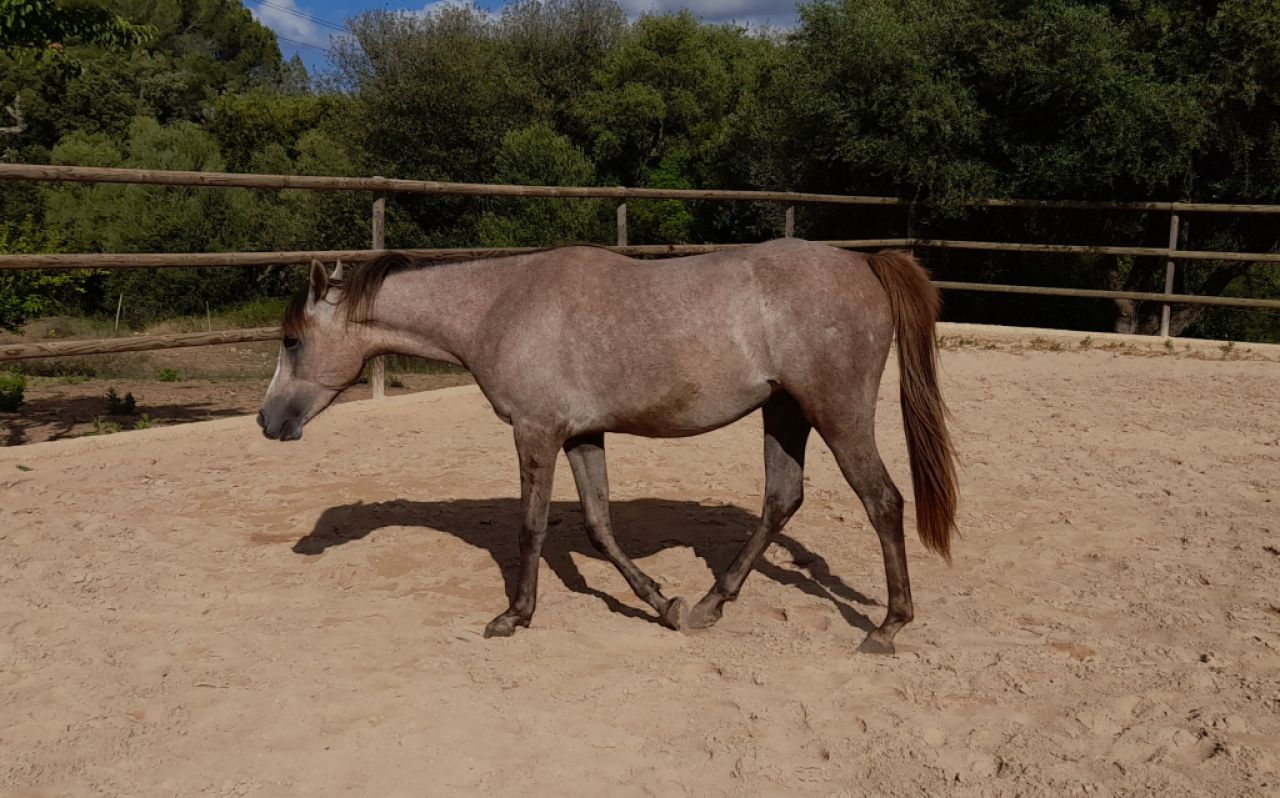 Jungstute Araber - Appaloosa