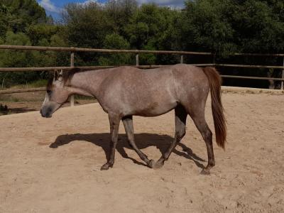 Yegua joven árabe - Appaloosa