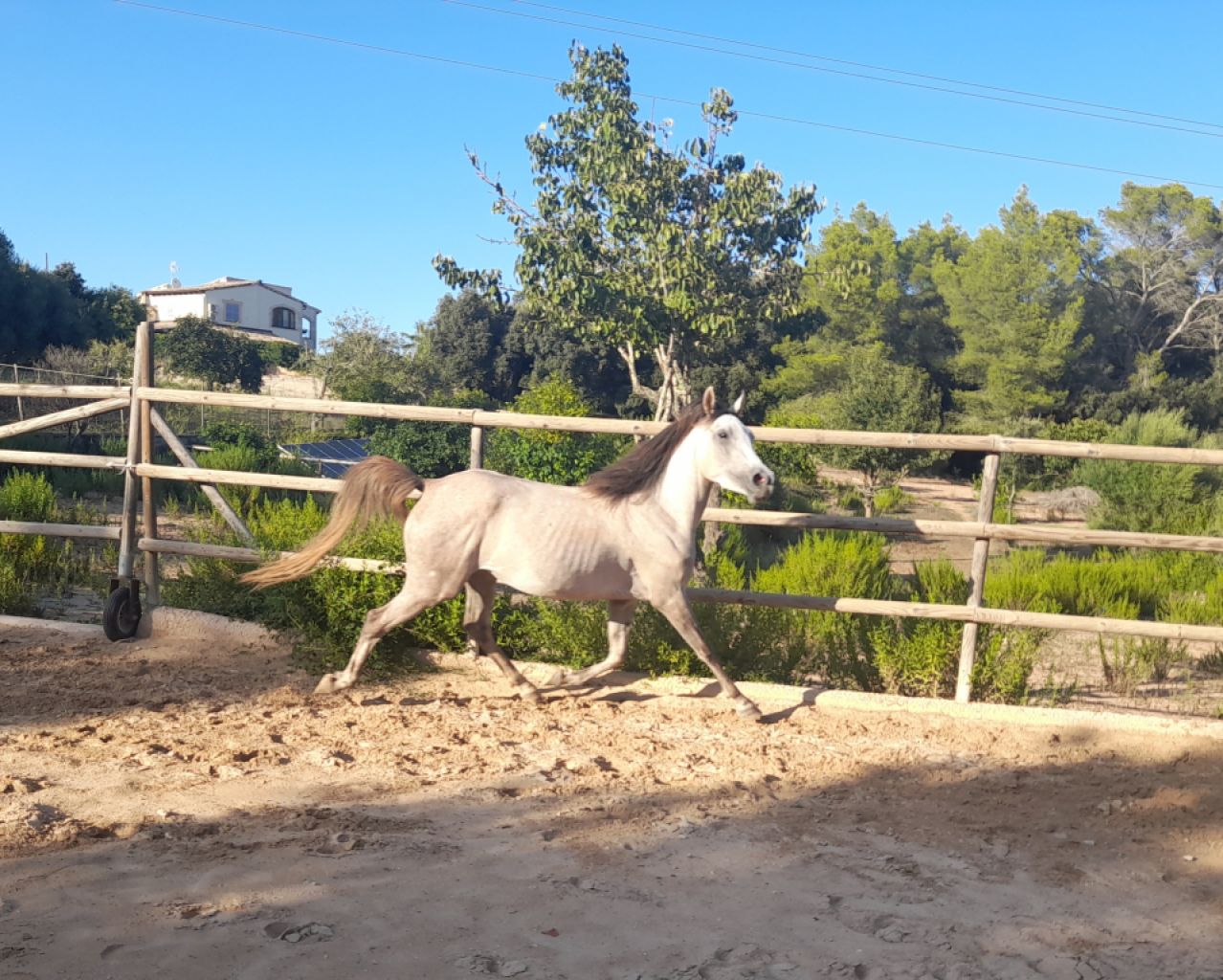Yegua joven árabe - Appaloosa