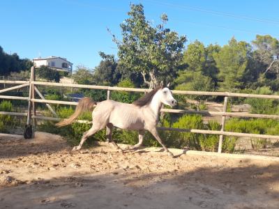 Yegua joven árabe - Appaloosa