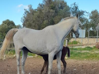 Yegua joven árabe - Appaloosa