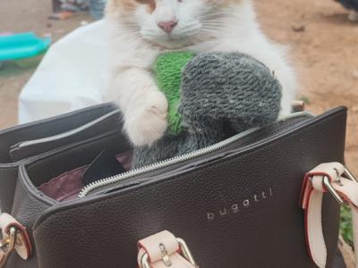 Katzenfreunde in Cala D'or