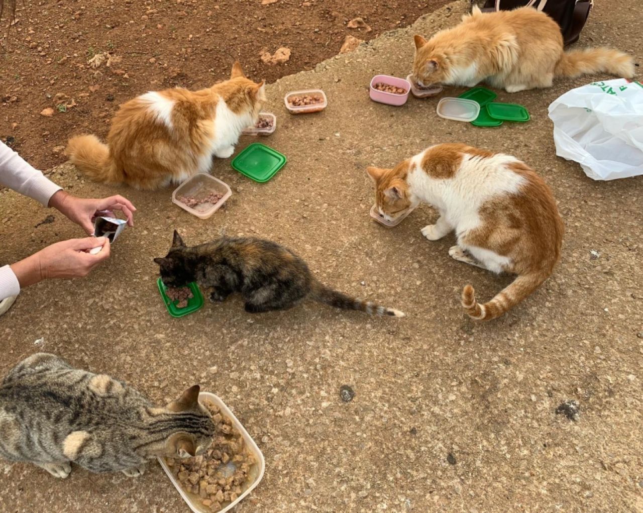 Katzenfreunde in Cala D'or