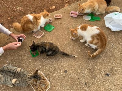 Katzenfreunde in Cala D'or