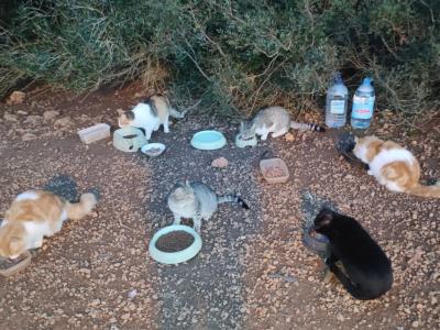 Katzenfreunde in Cala D'or