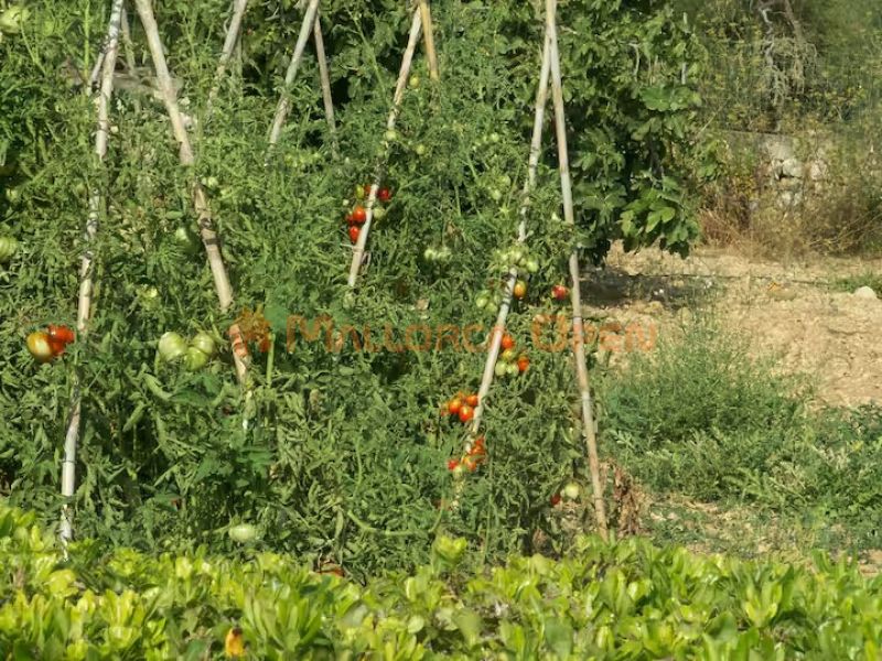 Villa rural en alquiler – Privacidad absoluta en el corazón de Mallorca