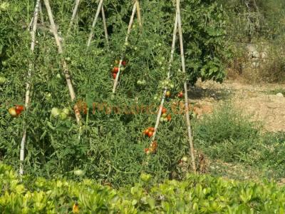 Villa rural en alquiler – Privacidad absoluta en el corazón de Mallorca