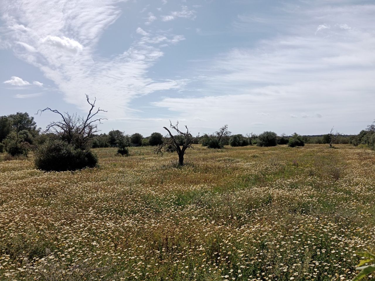 Terreno rural cerca de Campos