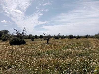 Terreno rural cerca de Campos