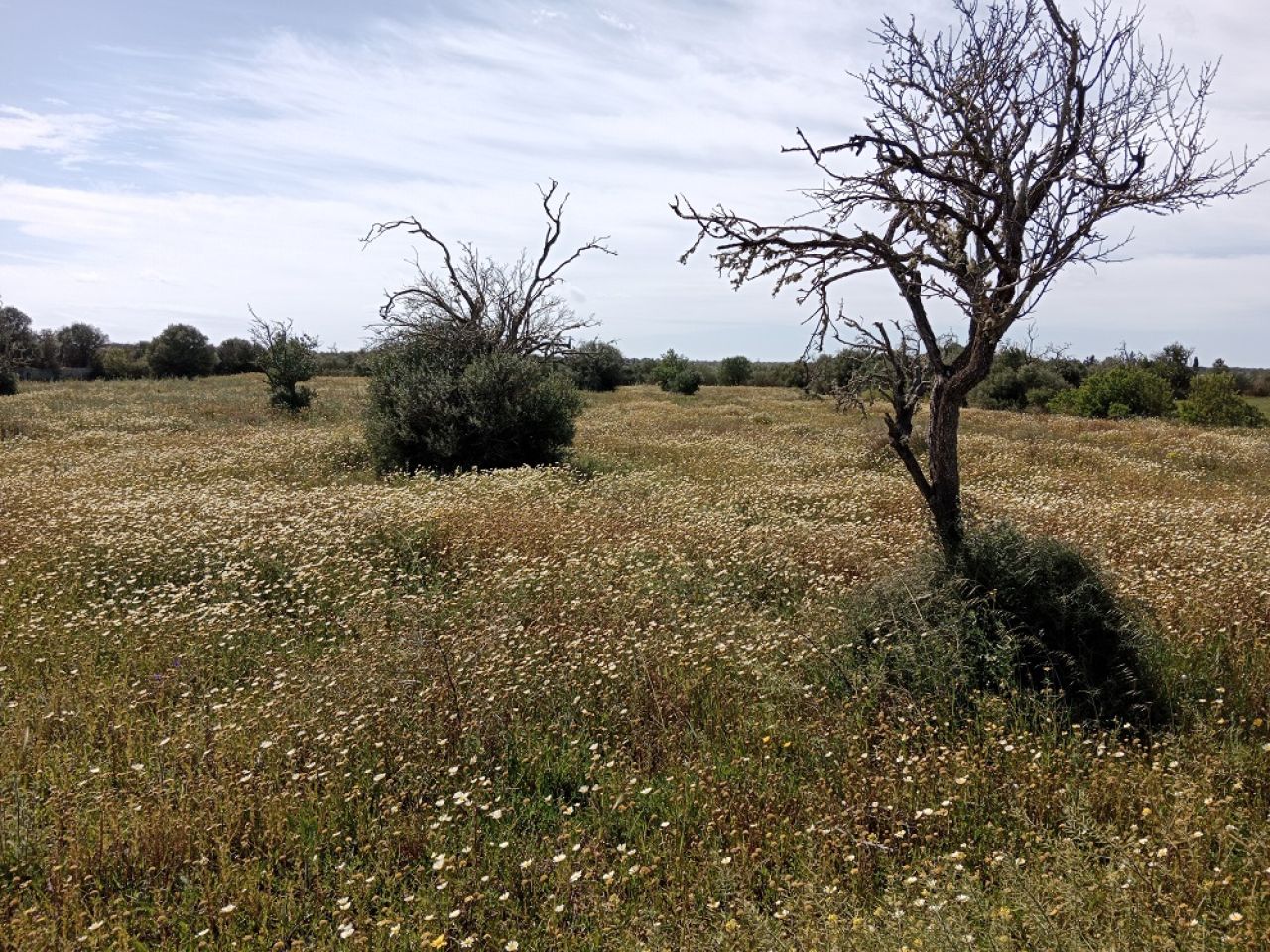 Terreno rural cerca de Campos
