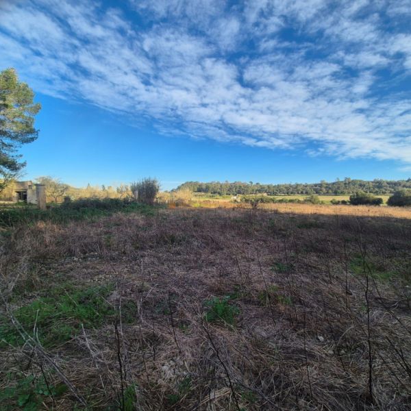 Terreno rústico en venta – Término municipal de Petra