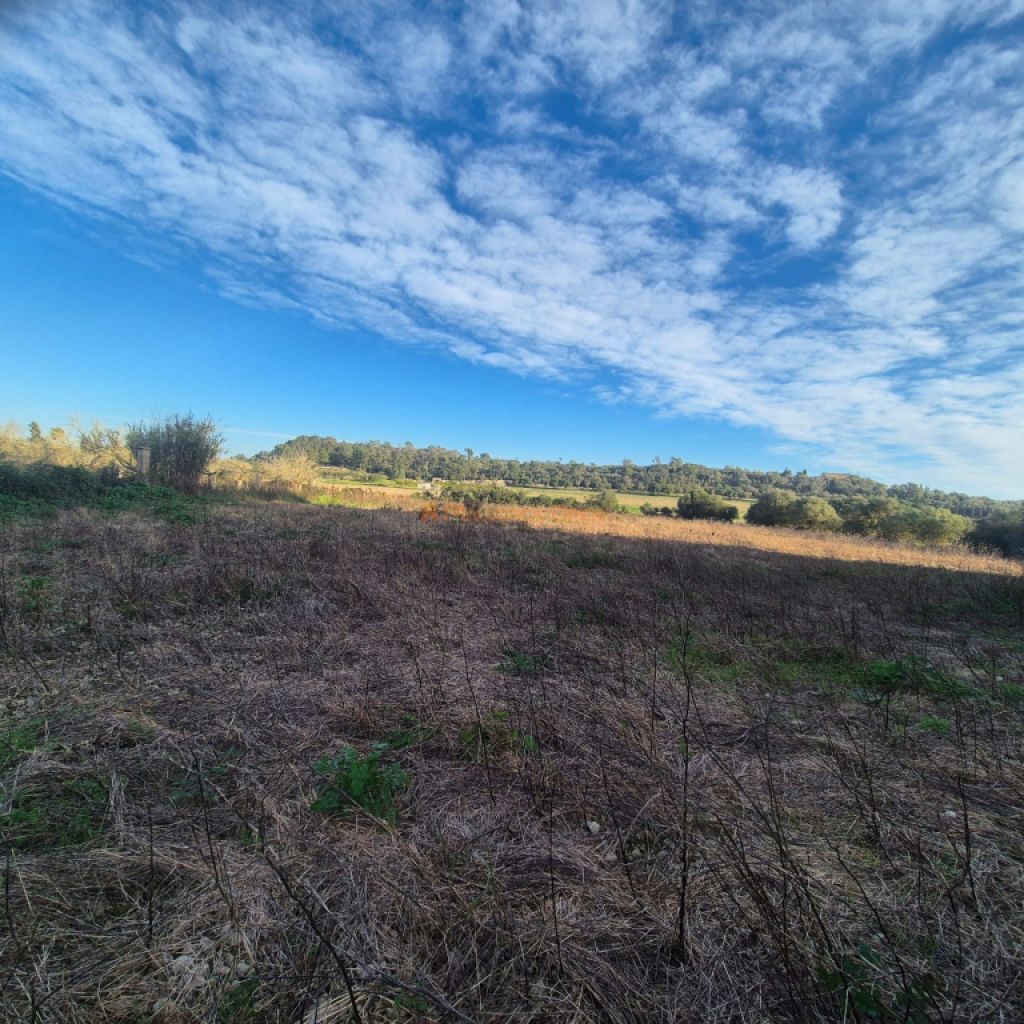 Terreno rústico en venta – Término municipal de Petra