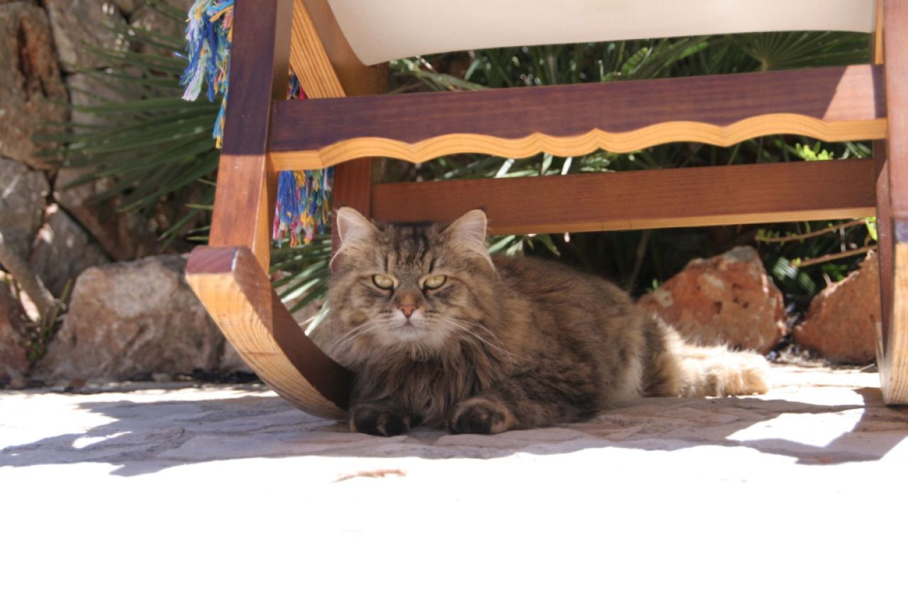 Larga estancia/invernada Mallorca Piscina Finca 6 pers Casa de vacaciones Campos