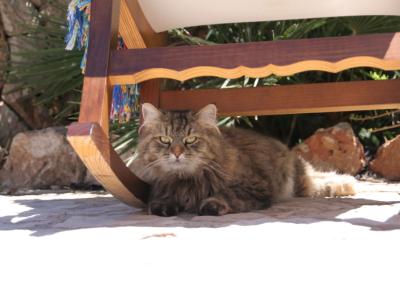 Larga estancia/invernada Mallorca Piscina Finca 6 pers Casa de vacaciones Campos