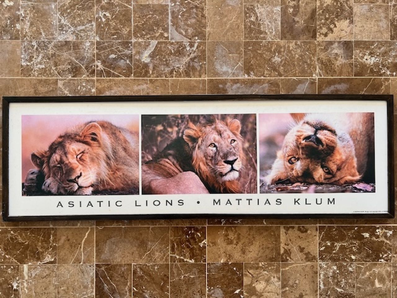 Löwenbild  IKEA Mattias Klum