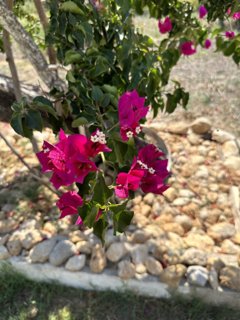 Lust auf Gartenarbeit ?