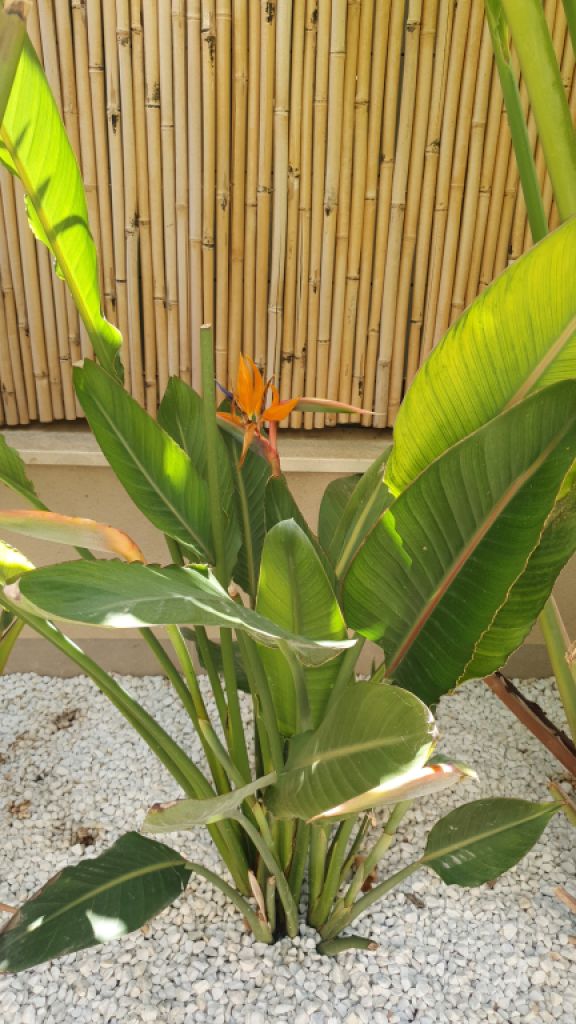 MARRATXI: Gepflegtes 4 SZ-Stadthaus mit Pool  im Palma-Radius zu verkaufen (Neubau aus 2022)