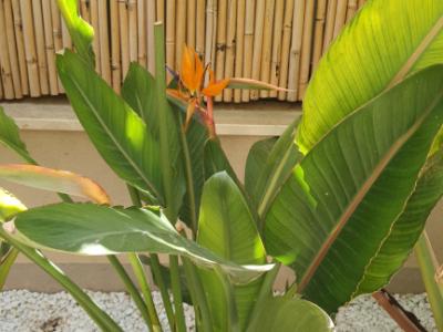 MARRATXI: Gepflegtes 4 SZ-Stadthaus mit Pool  im Palma-Radius zu verkaufen (Neubau aus 2022)