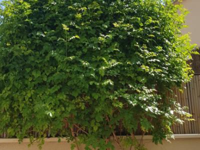 MARRATXI: Gepflegtes 4 SZ-Stadthaus mit Pool  im Palma-Radius zu verkaufen (Neubau aus 2022)