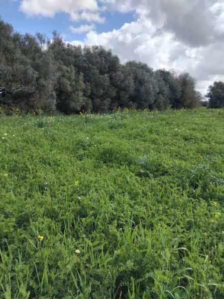 Se vende terreno no edificable  en CAMPOS