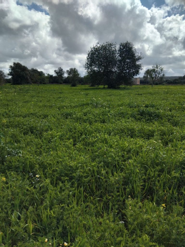 Se vende terreno no edificable  en CAMPOS