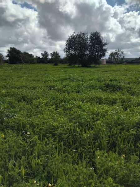 Se vende terreno no edificable  en CAMPOS