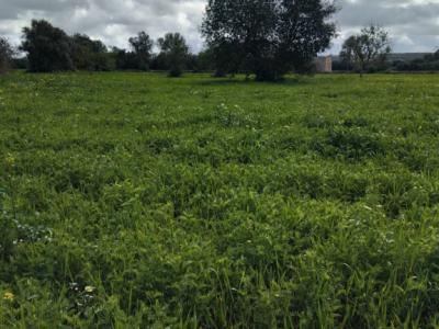 Se vende terreno no edificable  en CAMPOS