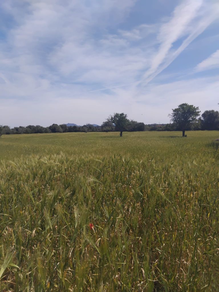 Se vende terreno no edificable  en CAMPOS