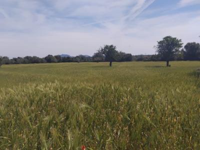 Se vende terreno no edificable  en CAMPOS