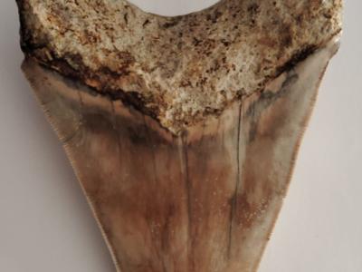 Originale Megalodon-Zähne 100%.