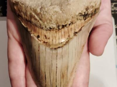 Originale Megalodon-Zähne 100%.